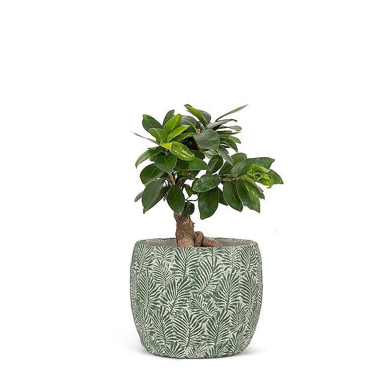 Green Leaf Planter